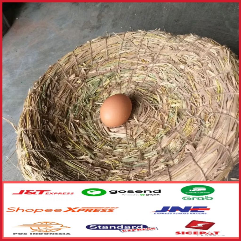 tarangan ayam besar/petarangan telur ayam/tempat bertelur ayam/sarang telur ayam/tempat ngendog pite