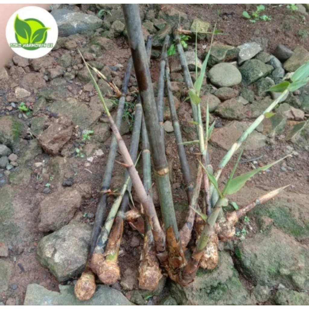 tanaman hias bambu hitam