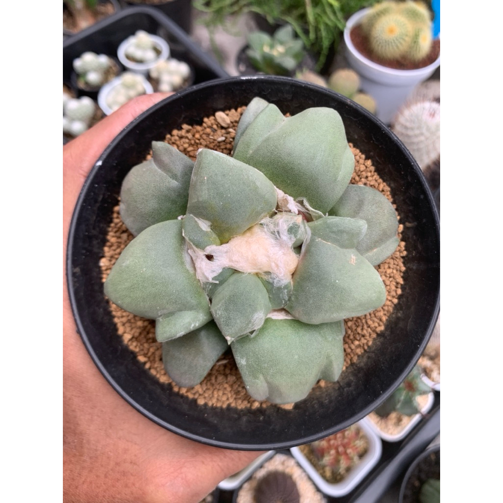 Ariocarpus Trifinger
