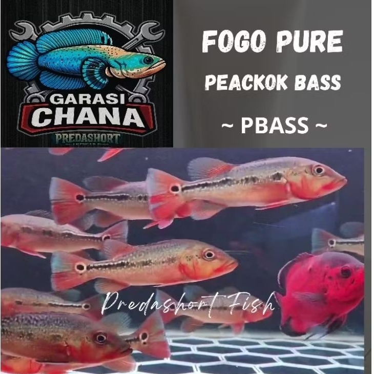 Pbass fogo pure 100% berkualitas bergaransi