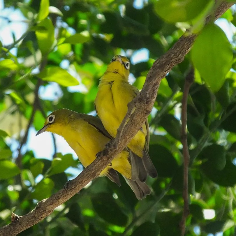 Pleci Dakun Kacial Sepasang Burung Sehat Aviary
