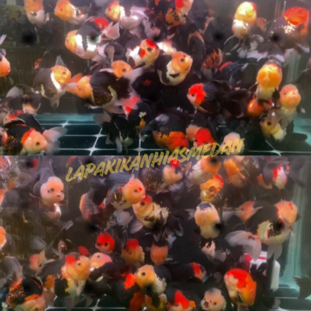 IKAN MAS KOKI PANDA TRICOLOUR TANCO | size besar | GoodQuality