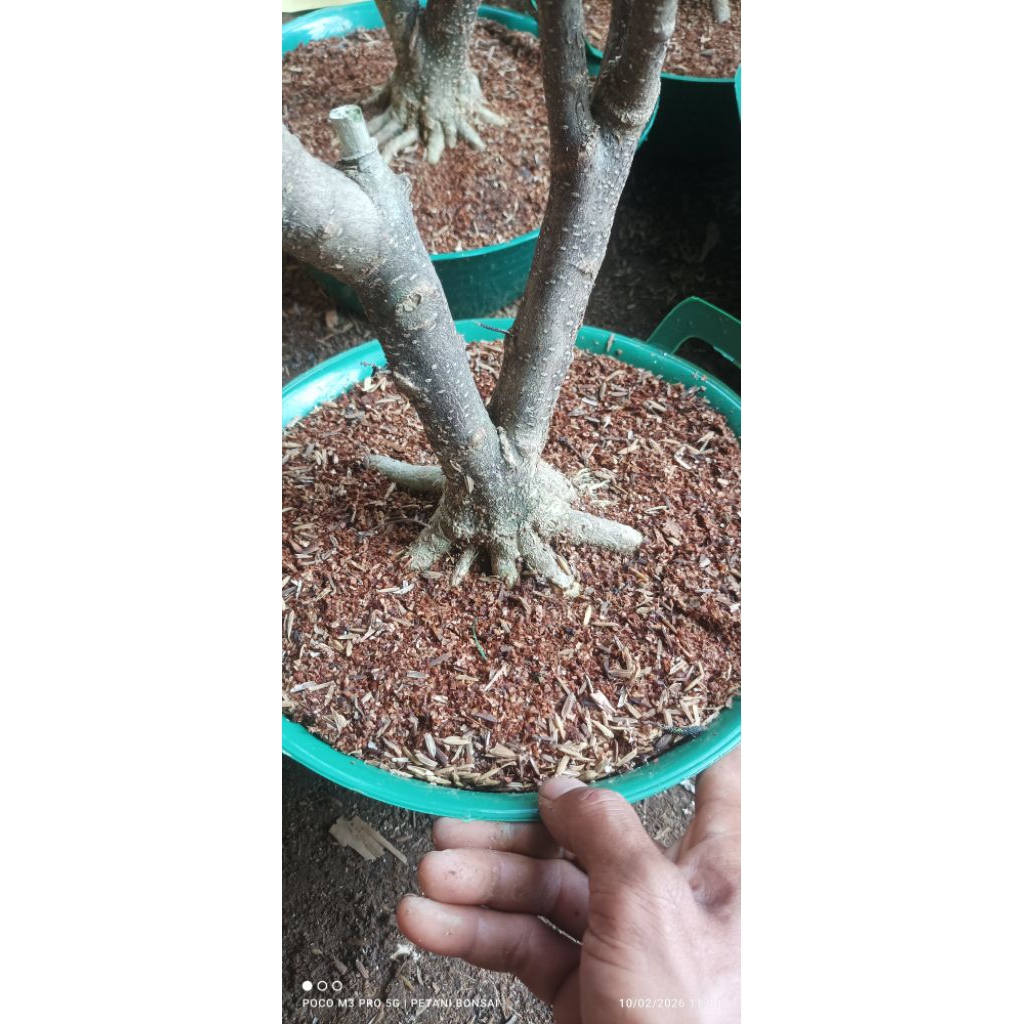 bahan bonsai anting putri prokar shito/mame