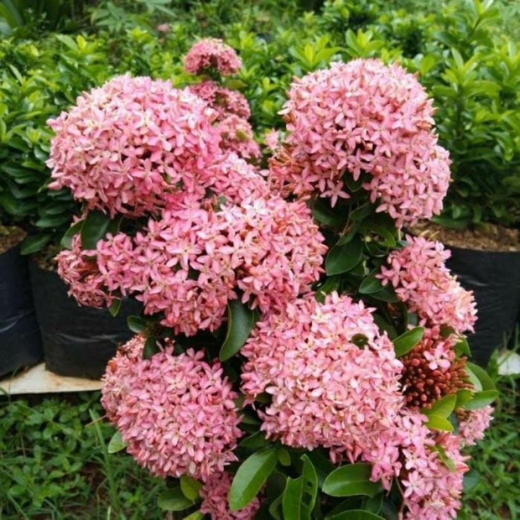 Bisa Cod tanaman hias asoka mini - asoka bunga hidup - asoka bunga pink