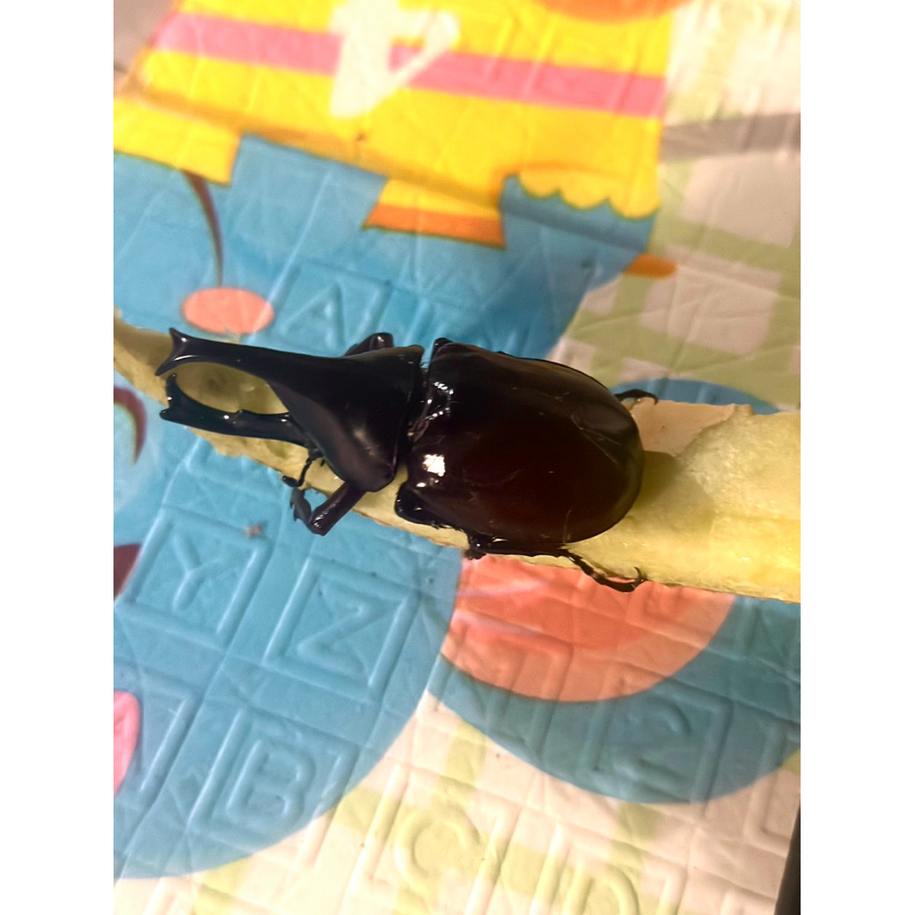 Kumbang Tanduk Badak