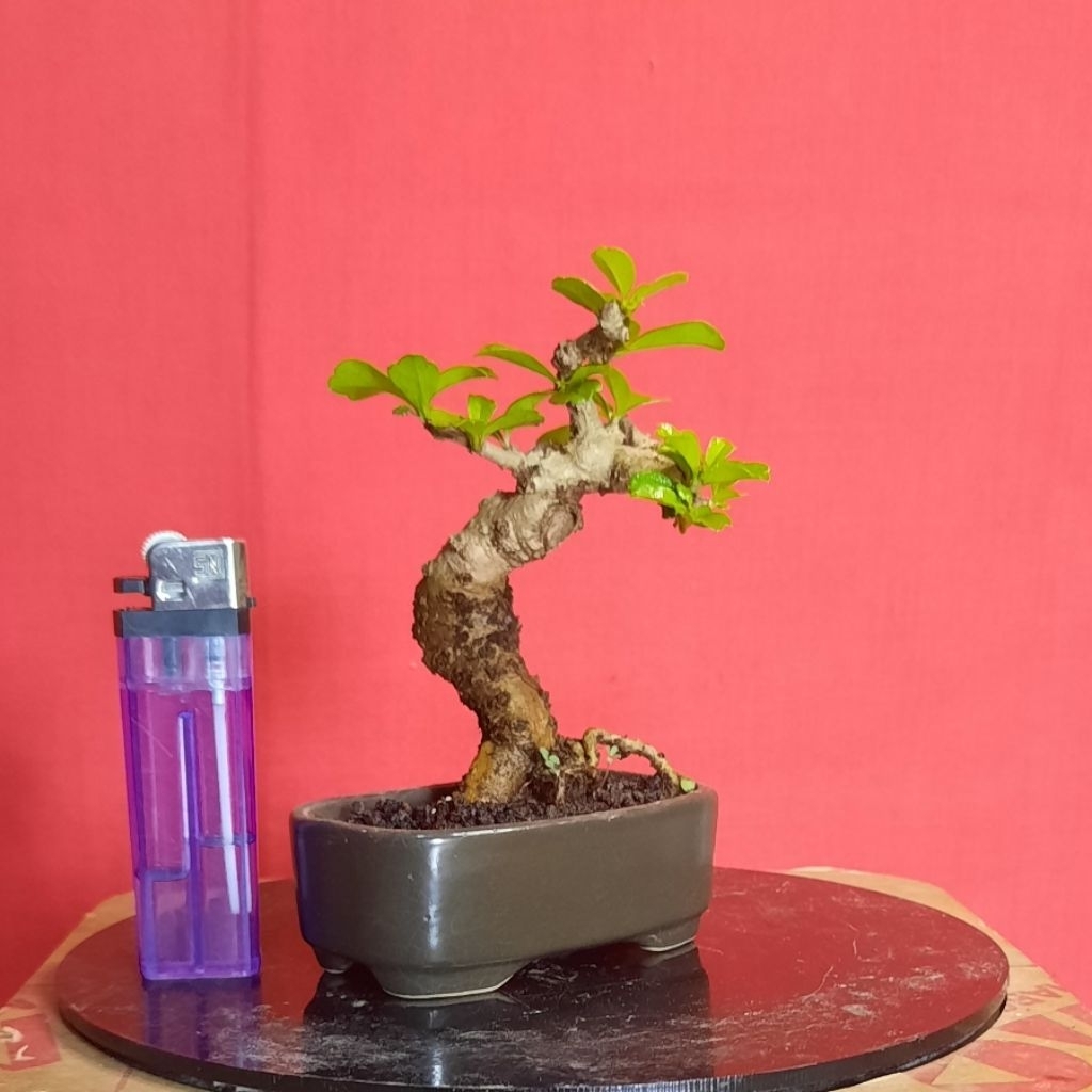 bonsai hokiantea bunga mungil realpict