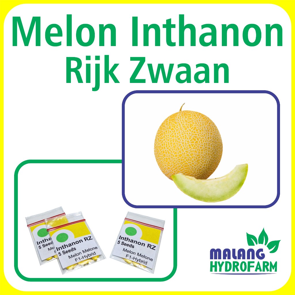 Benih Melon Inthanon RZ 5 seeds intanon rijk zwaan Unggul Berkualitas biji bibit repack Gladial Hone