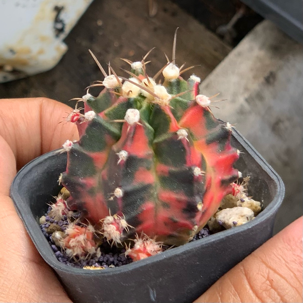 gymno miha var kaktus gymnocalycium mihanovichii varigata cluster rimbun tanaman hias hidup gurun du