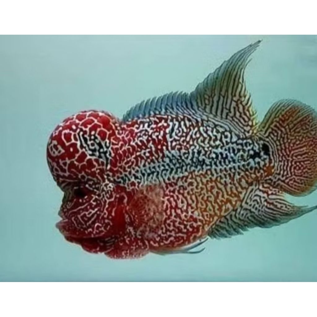 Cencu Louhan Ori Thailand Bigsize