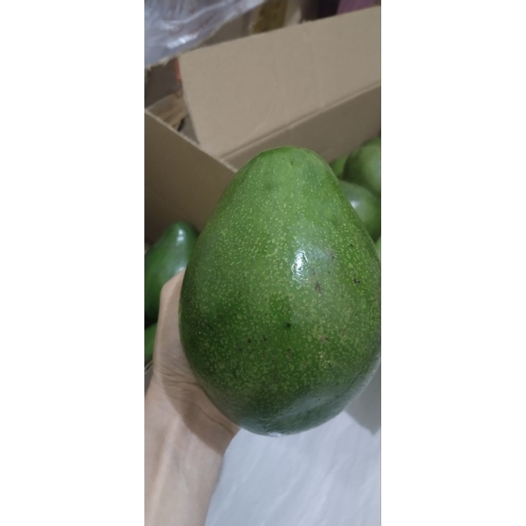Alpukat Mentega Jumbo 1kg