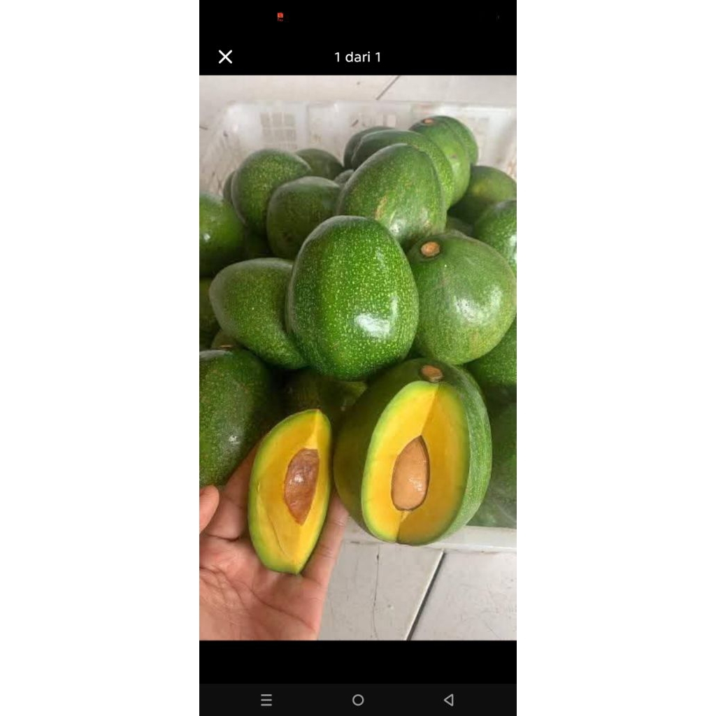 Alpukat Markus dan Aligator