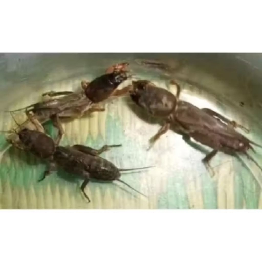 orong orong hidup umpan mancing