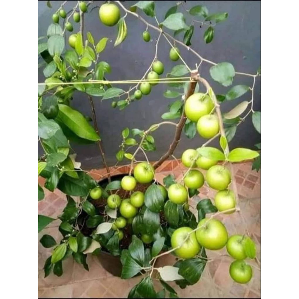 bibit apel putsa, apel india cangkok cepat berbuah