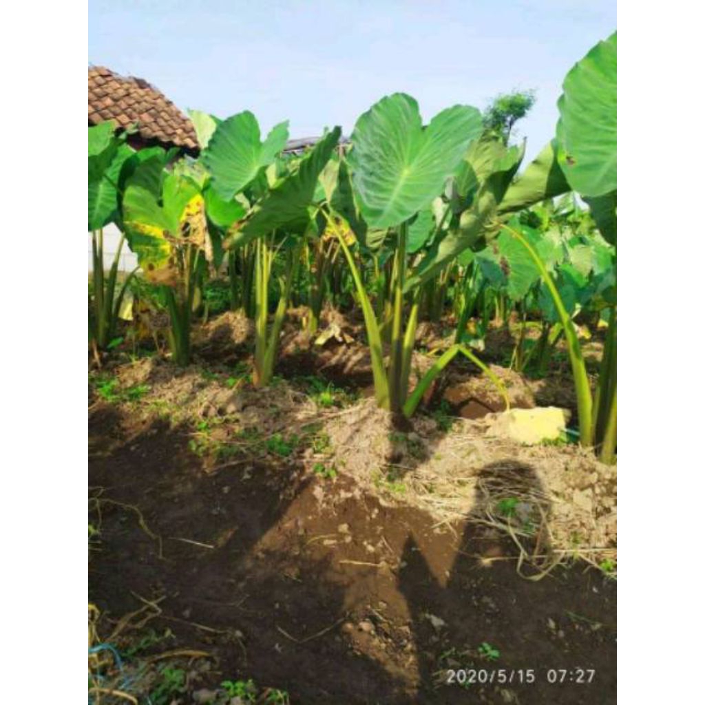 Paket 10 Bibit Talas Bogor Asli California Sutra Pratama Tanaman Organik untuk Taman Rumah Kualitas 