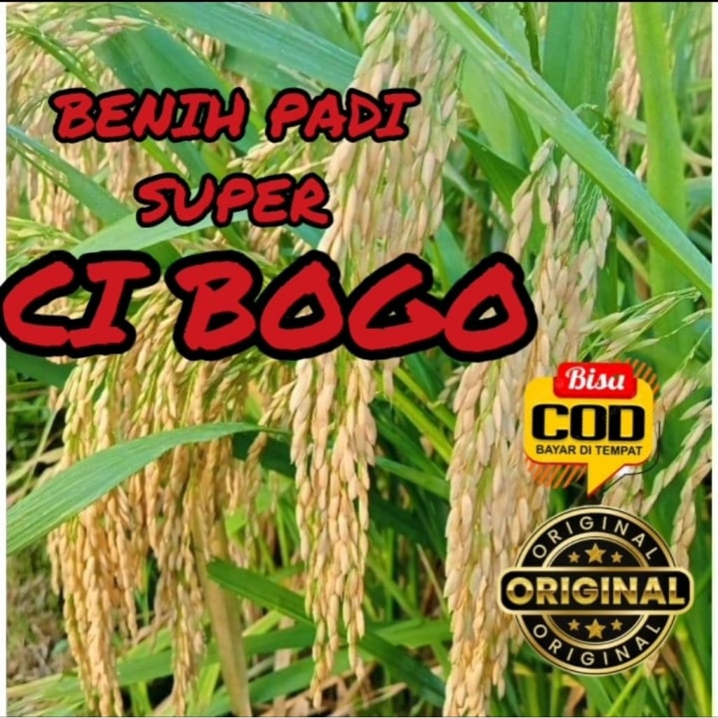 BENIH PADI CIBOGO SUPER UNGGUL KEMASAN 5KG