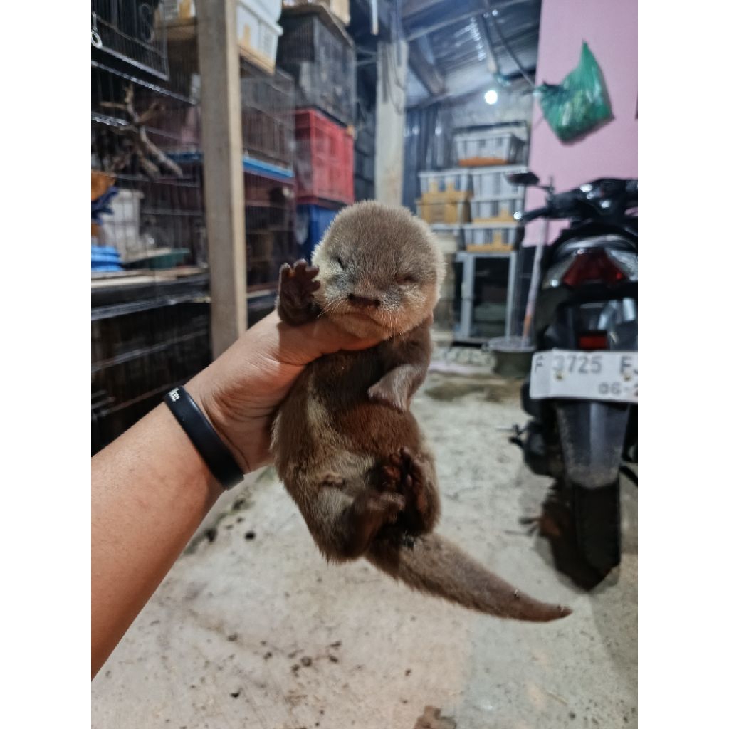 OTTER/LINSANG/BERANG" ANAKAN