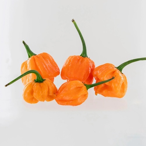 3 Biji Benih PEPPER Peach Scotch Bonnet