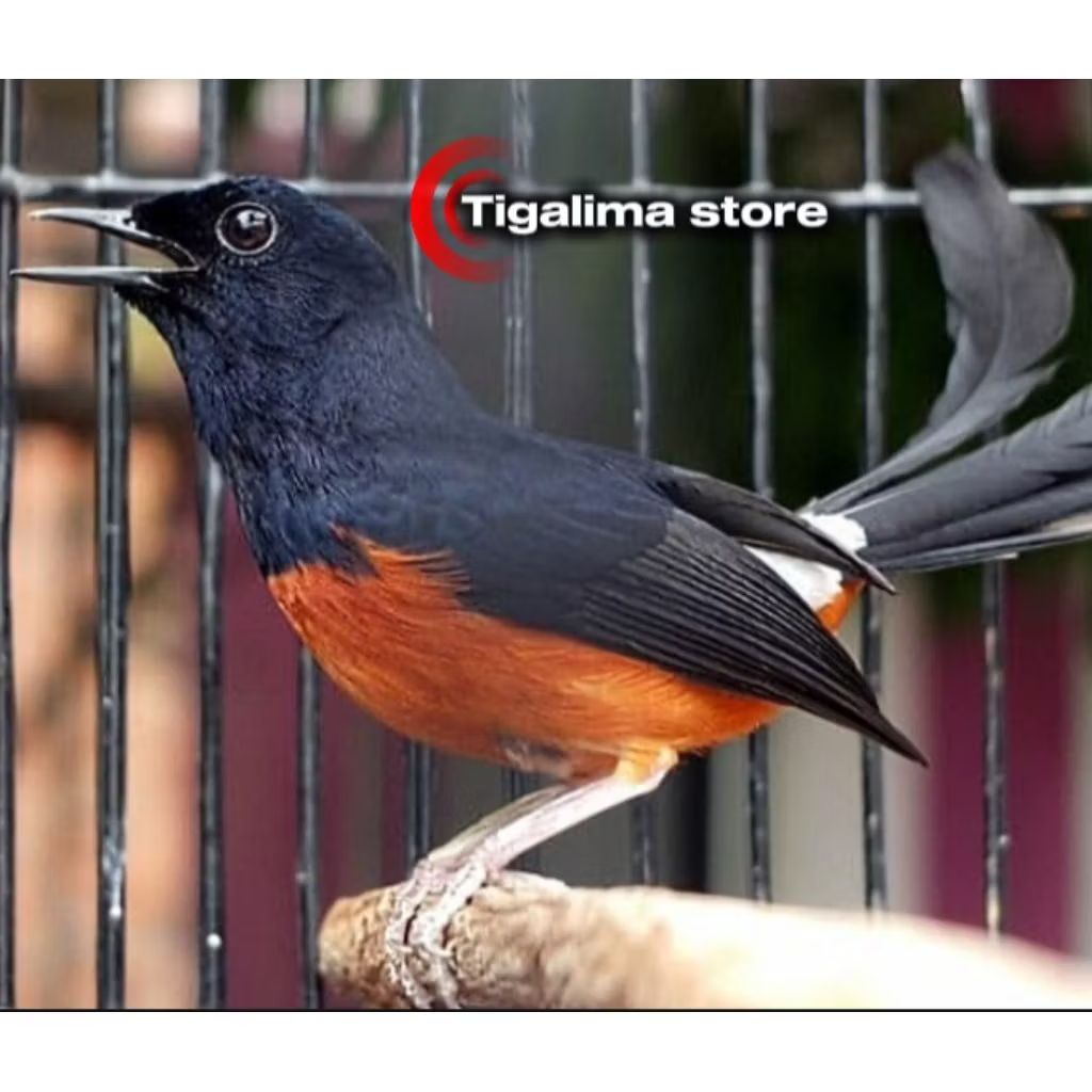 BURUNG MURAI MH JANTAN EKOR PANJANG PILIHAN