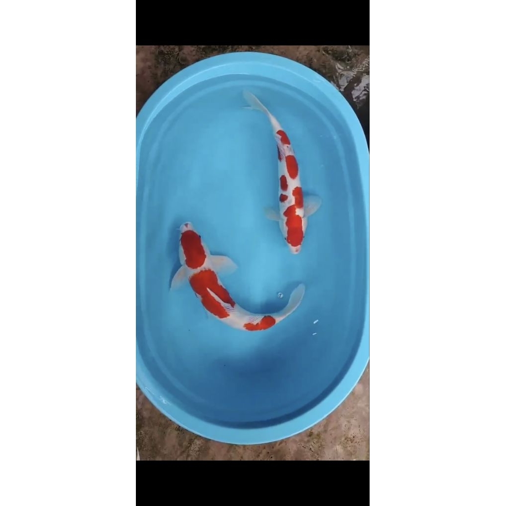Ikan Koi Kohaku sepasang size 40-42cm