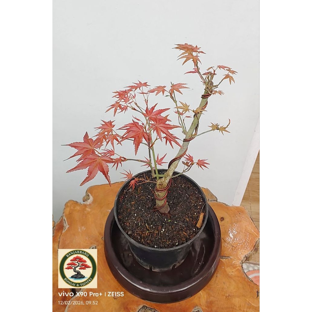 Maple Bahan Bonsai Maple Jepang Deshojo Japanese Red Maple