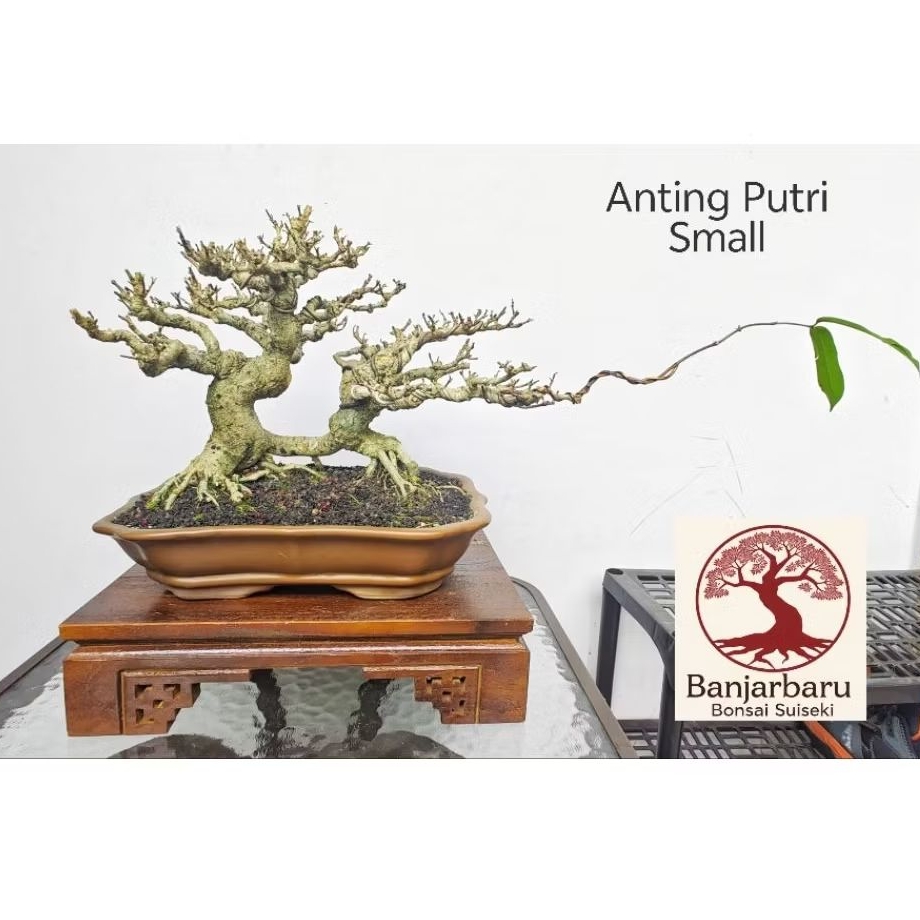 Bonsai Anting Putri Twin Size Medium