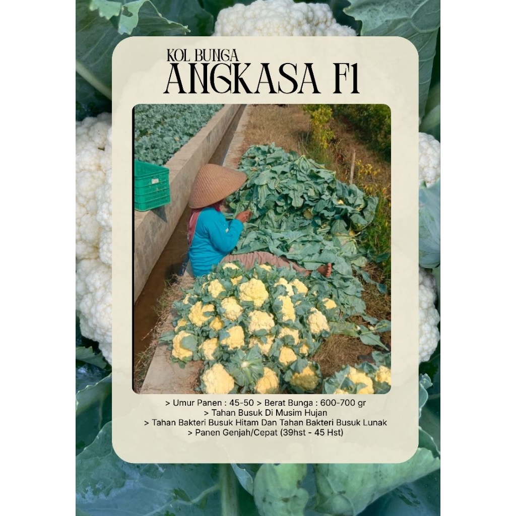 bunga kol angkasa f1 10gr ouval seed exp 2026