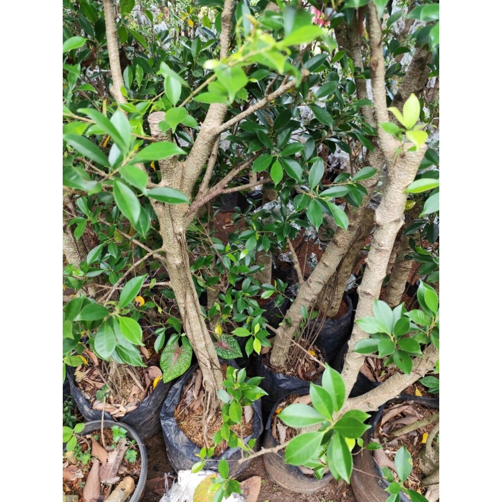 bahan bonsai bonggol kimeng tinggi 1m