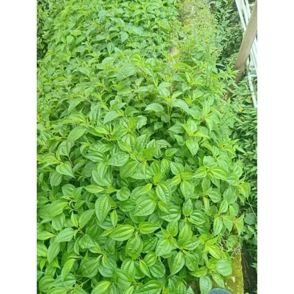 lalapan Daun pohpohan segar/ lalapan herbal