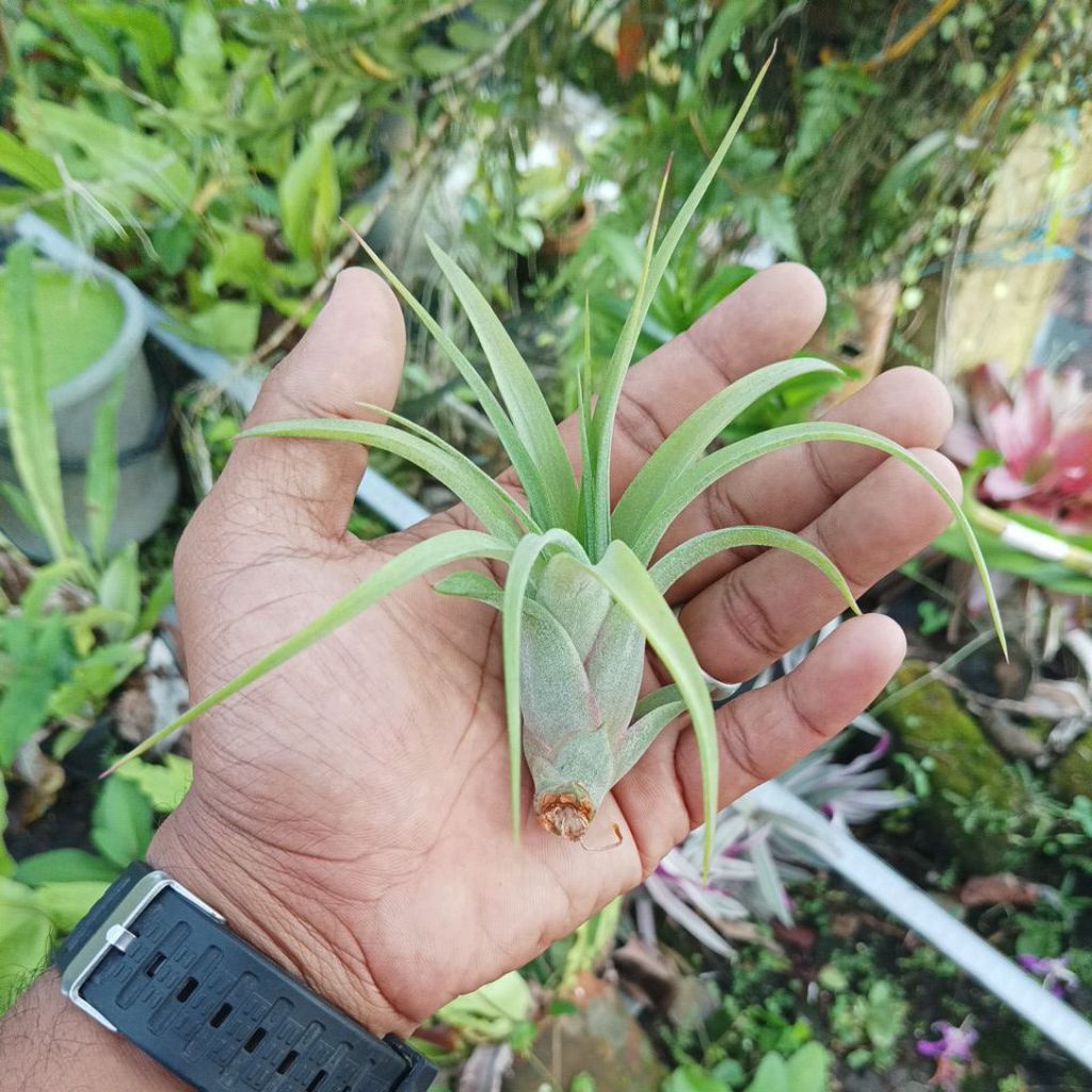 tillandsia eric knobloch s