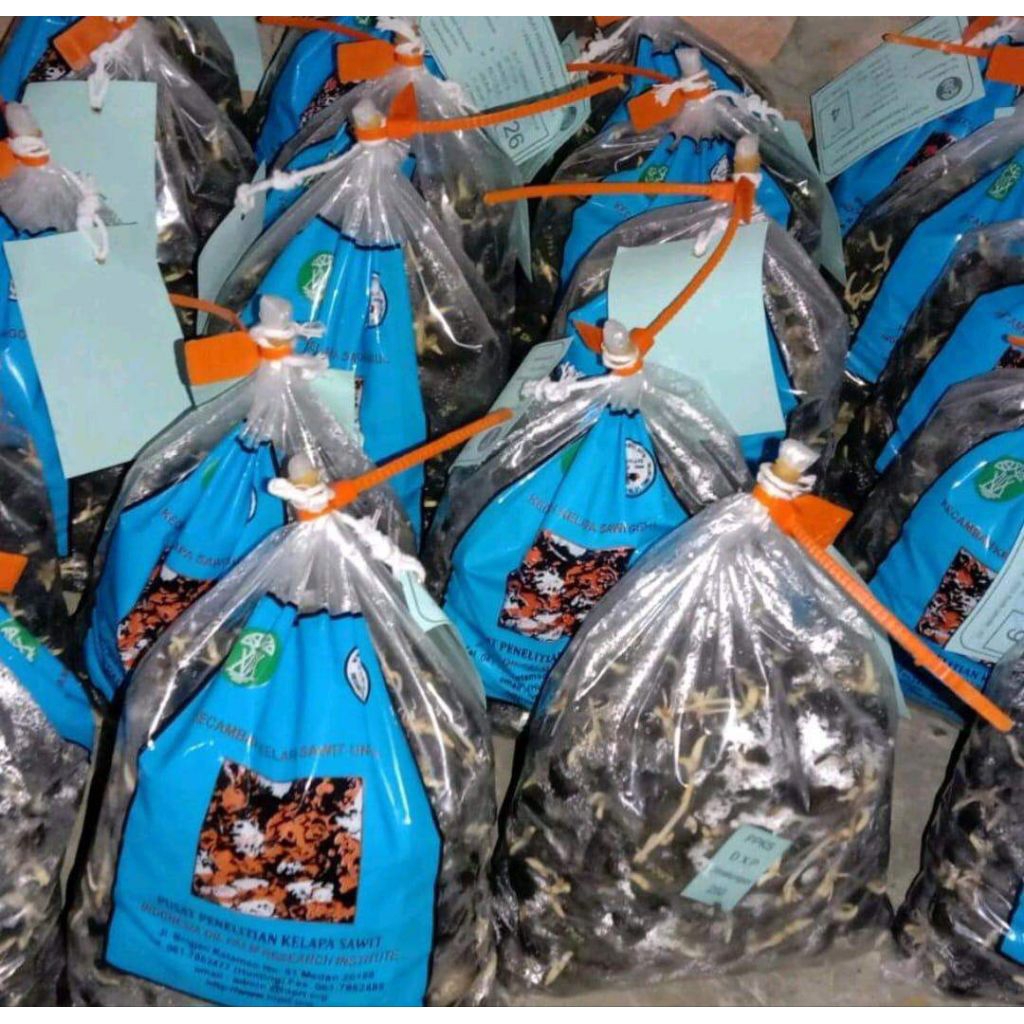 biji kelapa sawit simalungun terbaik isi 250 butir