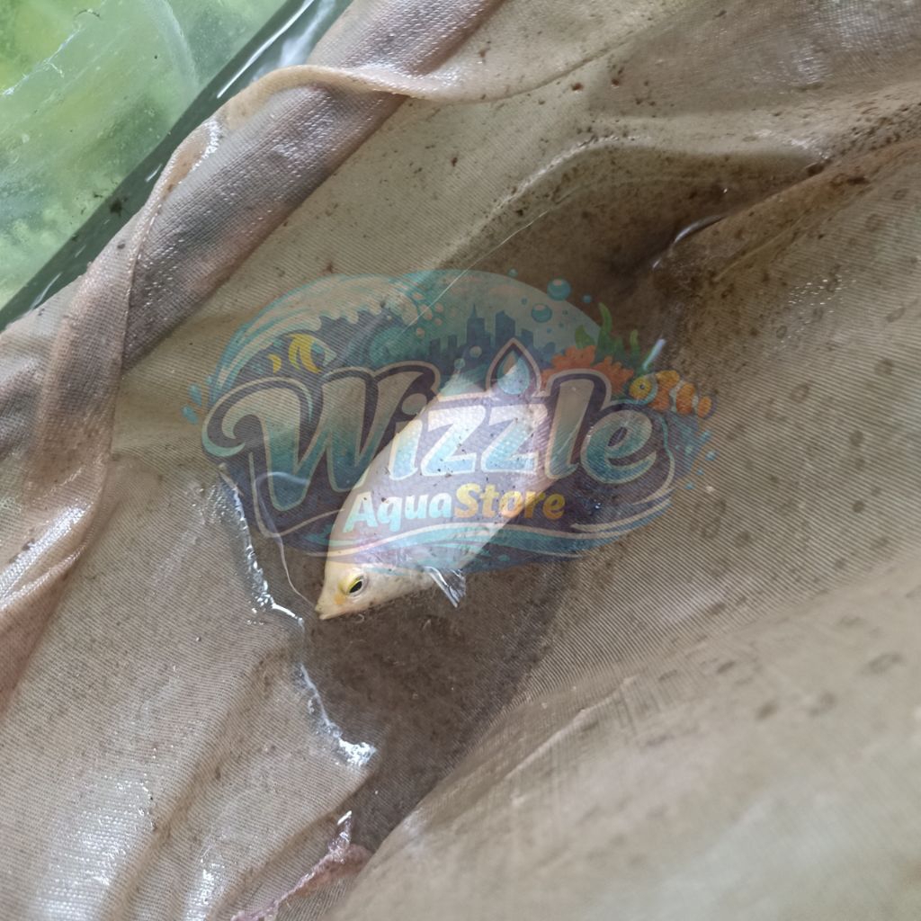 Gurame Padang Ikan Hias Akuarium Tankmate Predator