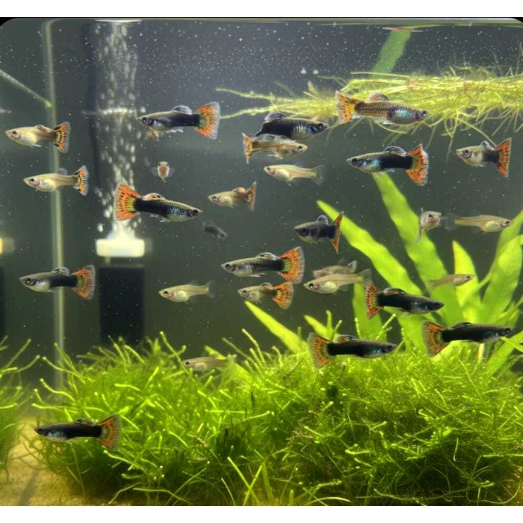 HIASAN AQUARIUM GUPPY CENDOLAN/CAMPURAN PAKETAN 15 EKOR RANDOM UKURAN KECIL-REMAJA