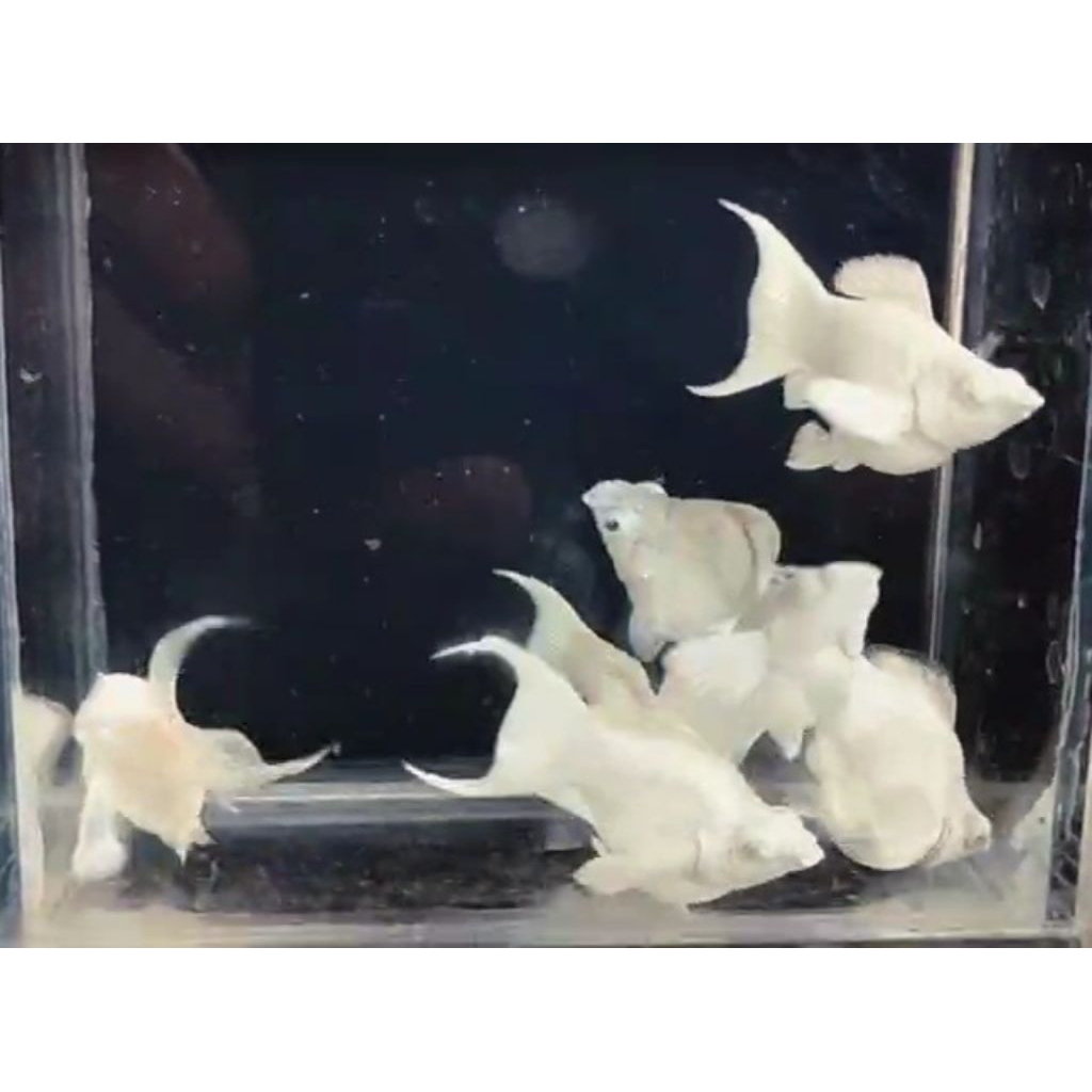 Molly Cawang Balon Lyretail Platinum