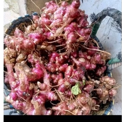 Bibit Umbi Yakon Wonosobo, kualitas Super Unggul siap tanam mudah tumbuh