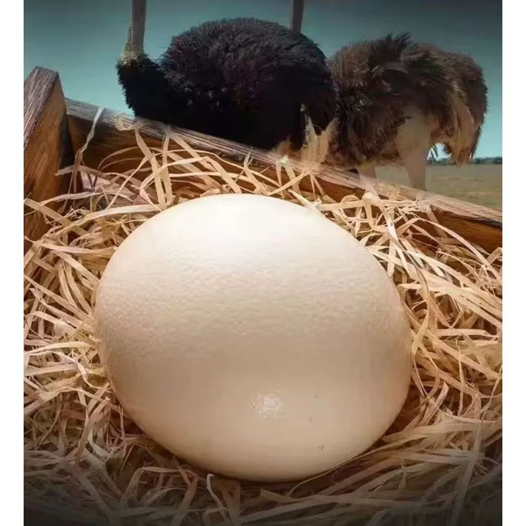 TELUR BURUNG UNTA ASLI FLASH SALE