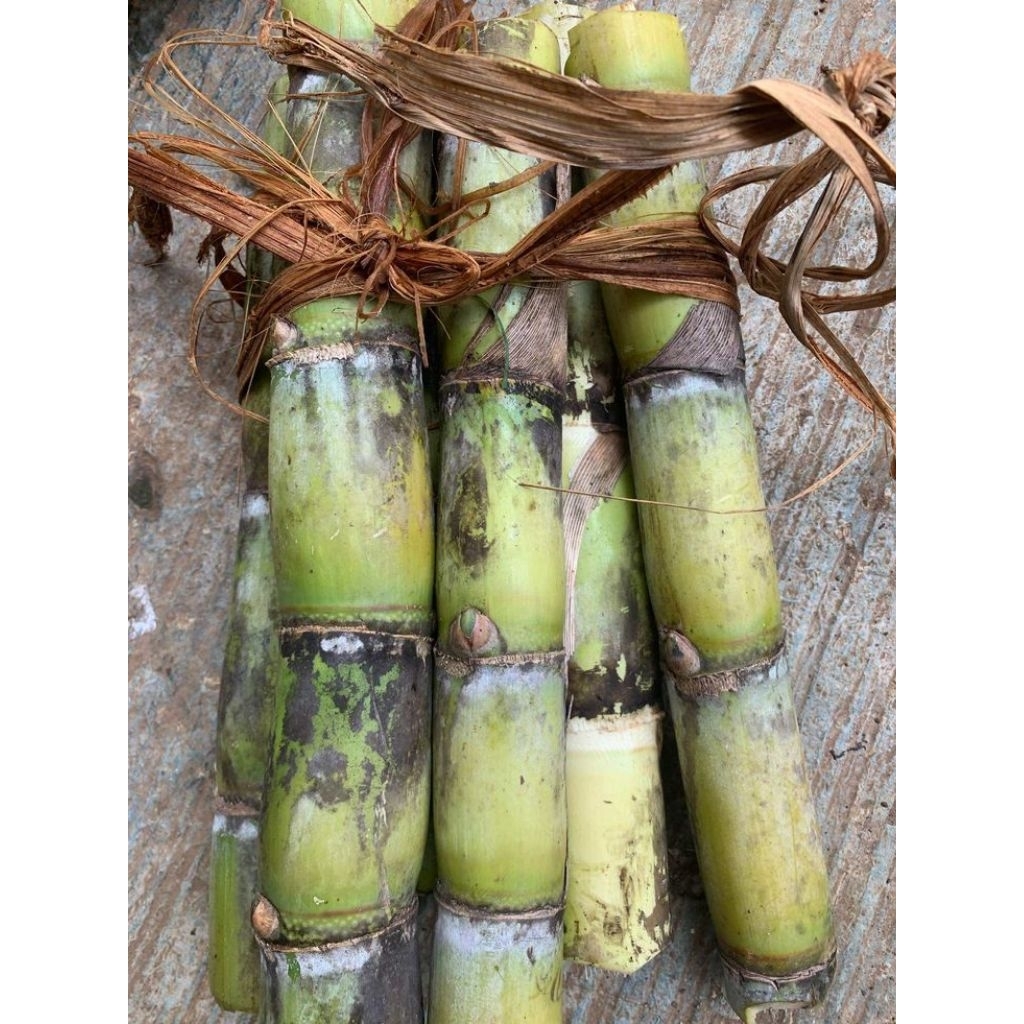 PERBATANG Bibit Tebu Hijau Asli Segar Tebu Manis Siap Tanam & Bisa Dikonsumsi – Kualitas Unggul