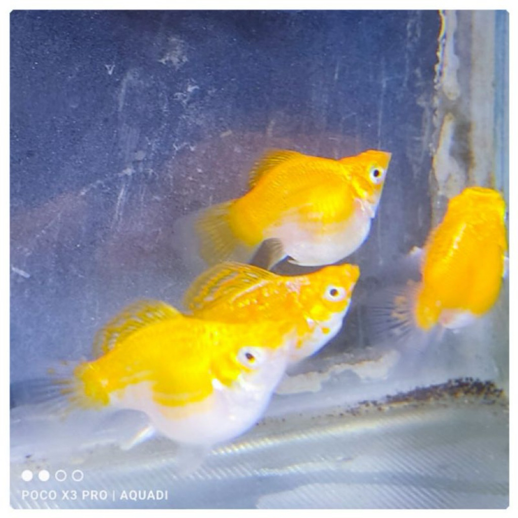 Molly Balon Thailand Roundtail 10pcs Sehat Lincah Siap Breeding + Packing Plastik Double