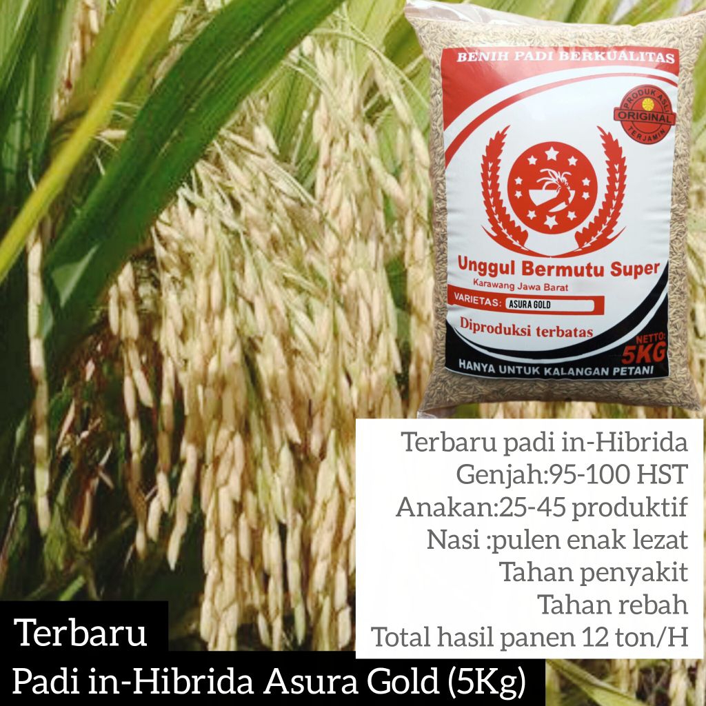 Benih Padi Hibrida Asura Gold Super 5Kg Kualitas Unggul Rendemen Tinggi