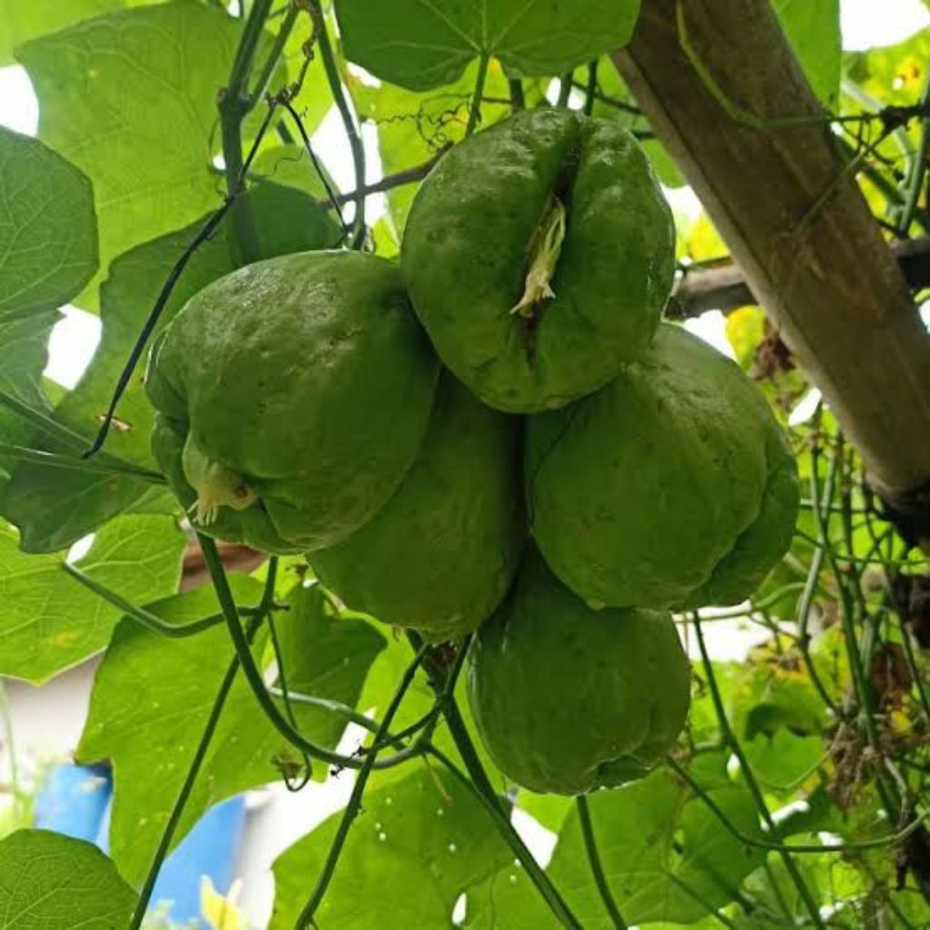 NASYYA_GARDEN-Bibit Labu Siam BABY Berkualitas Siap Tanam per 15biji