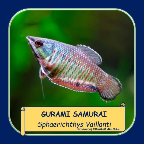 IKAN HIAS AIR TAWAR - GURAME SAMURAI / GURAME COKLAT VAILANT / GURAME ZEBRA SAMURAI / SAMURAI GAOURA