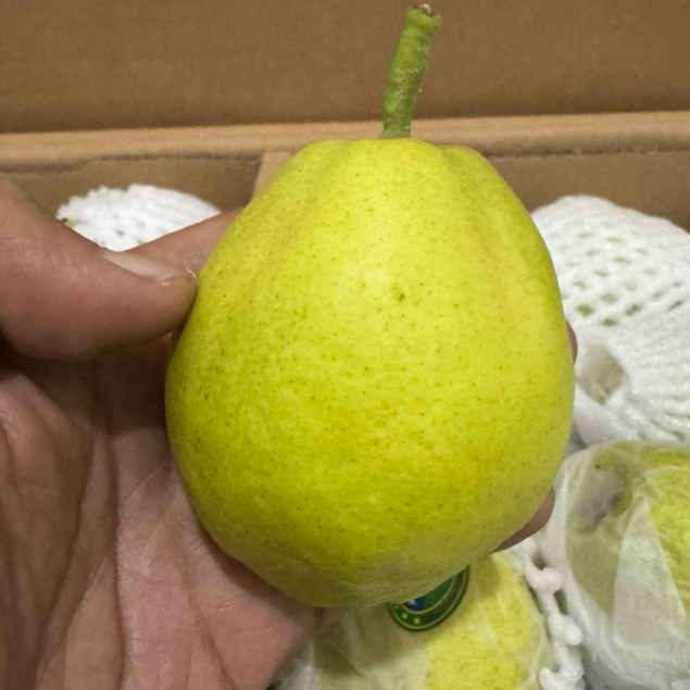 Pear XiangLi manis