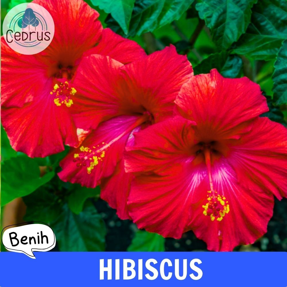 Benih HIBISCUS Kembang Sepatu - Biji Bibit Bunga