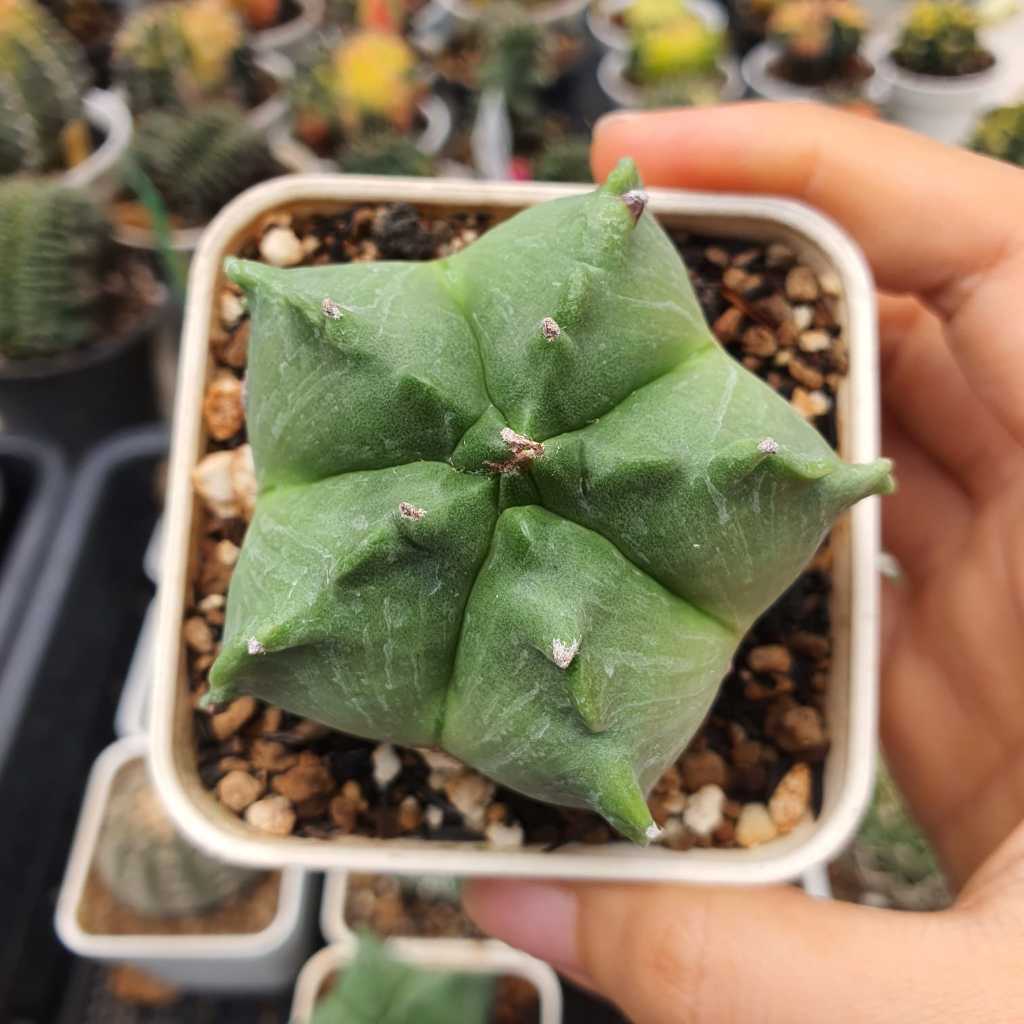Astrophytum myriostigma kikko