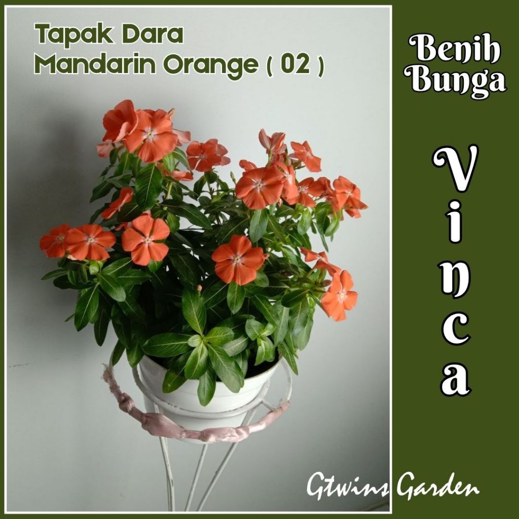 GG | 100 Benih Bunga Vinca  Tapak Dara Import Mandarin Orange (02)