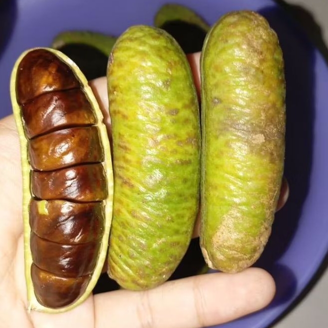 ASLI LAHAT Kabau fresh dari pohon/Kabau/Kabau jolang jaling/obat herbal diabetes