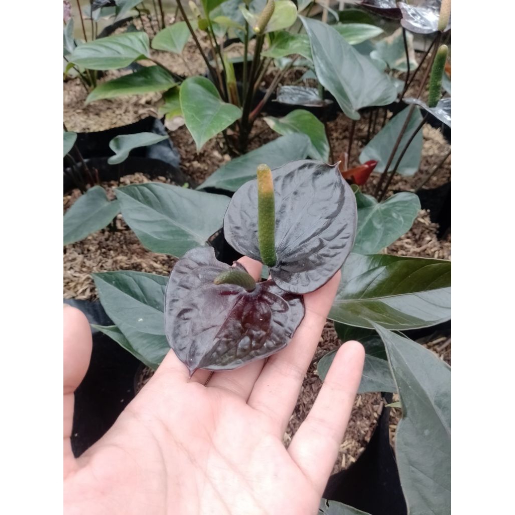 ANTHURIUM BUNGA HITAM [sudah berbunga]