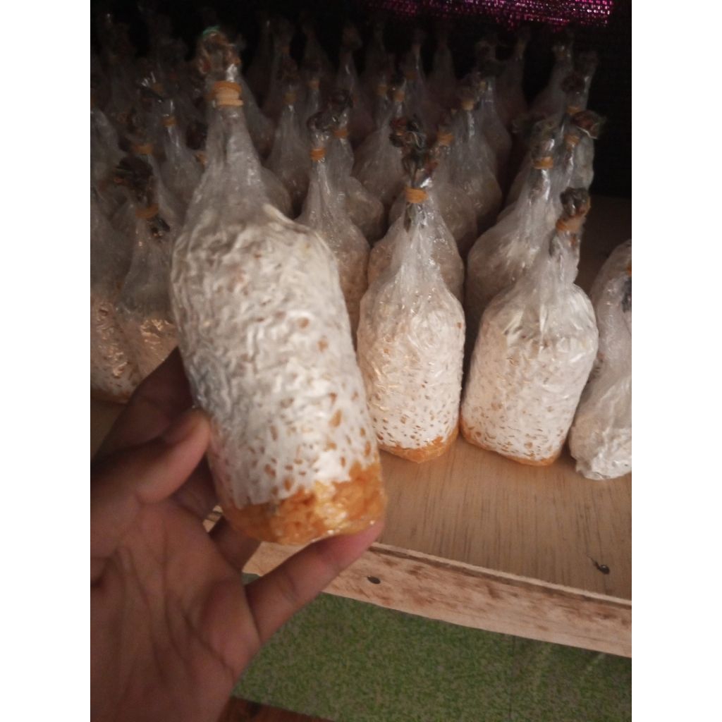 bibit jamur tiram coklat F2 kemasan 215g