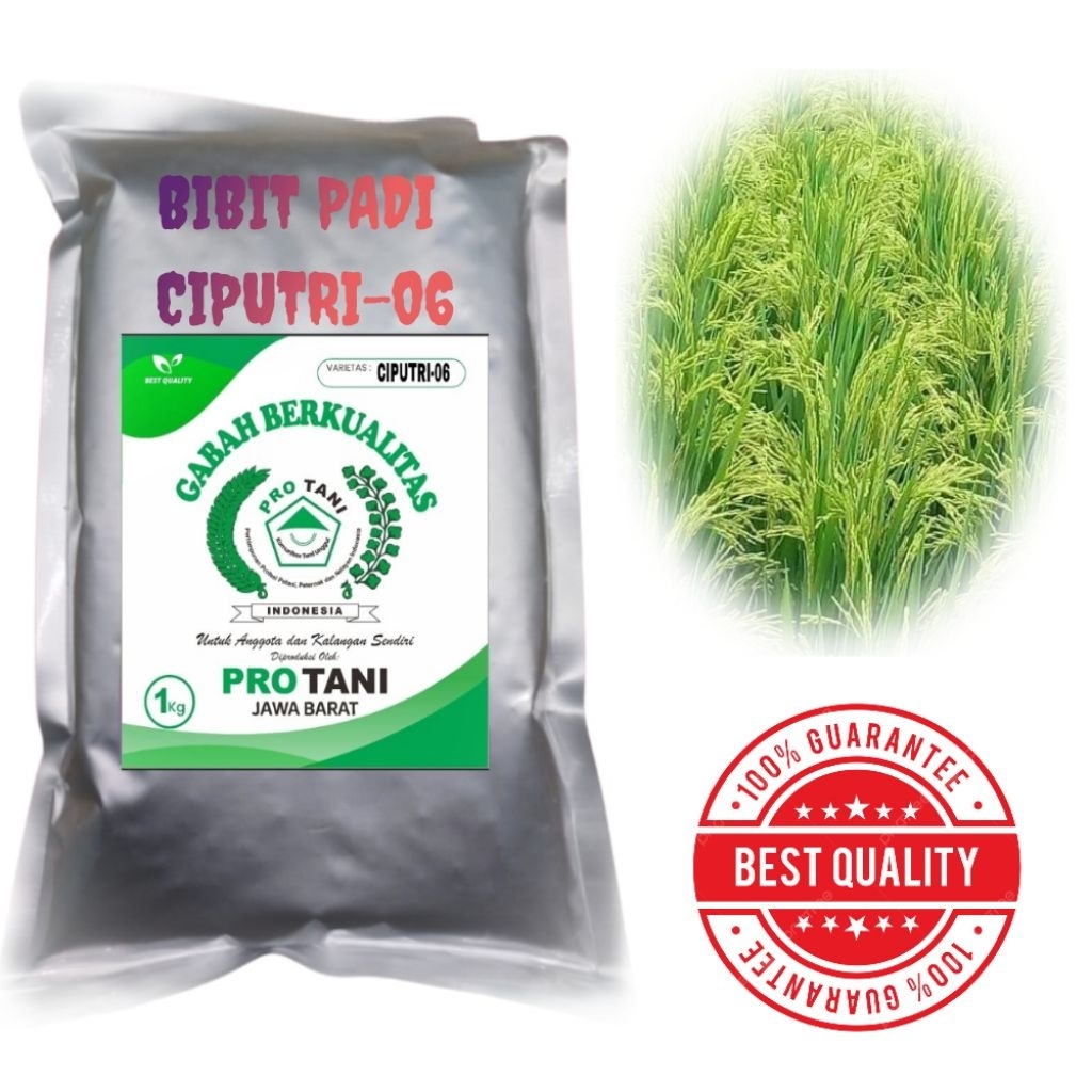 BIBIT PADI CIPUTRI-06 KEMASAN 1KG