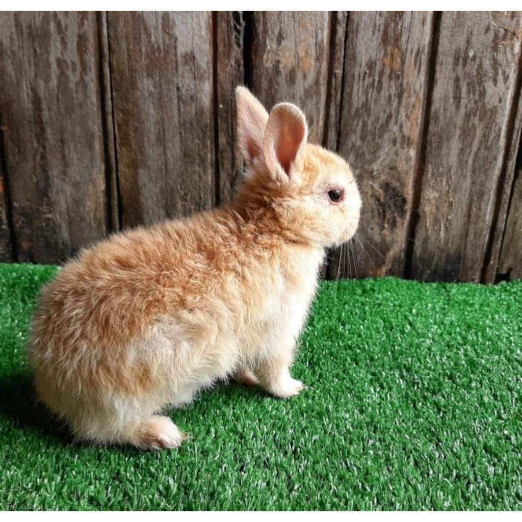 Kelinci Netherland Dwarf orens