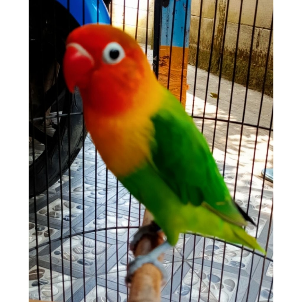 Lovebird green biola jinak jantan remaja dan kurung sangkar nya harian rajin bunyi